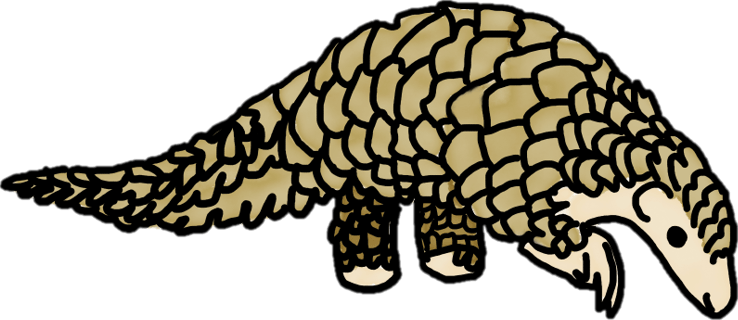 Pangolin